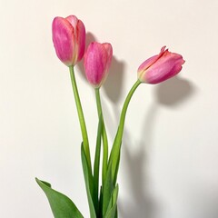 bouquet of pink tulips