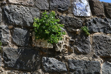 Green plants and flowers grow on stones
