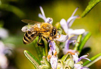 bee on a flower