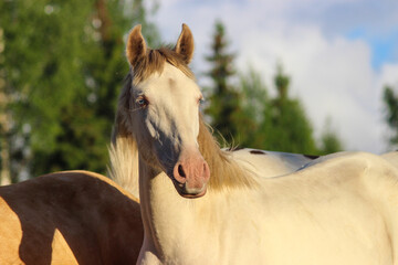 portrait of a horse, portrait of a young horse with a pearly sheen of wool and blue eyes with a cream gene