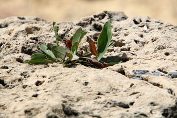 Green plants and flowers grow on stones