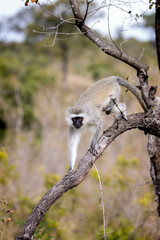 vervet monkey