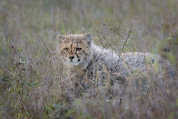cheetah cub