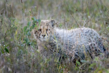 cheetah in the grass