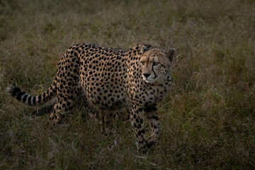 Fototapeta na wymiar cheetah in the grass