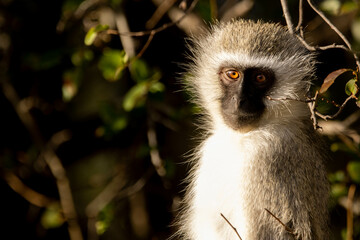 vervet monkey
