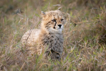 Fototapeta na wymiar cheetah cub