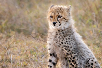 Plakat cheetah cub