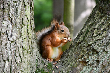 Naklejka na ściany i meble squirrel is sitting on a tree