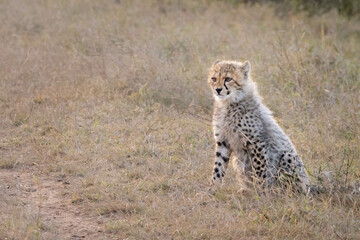 cheetah cub