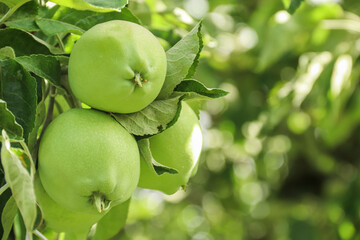 Unripe green apples on the branches. Apple orchard. Gardening. Agriculture.