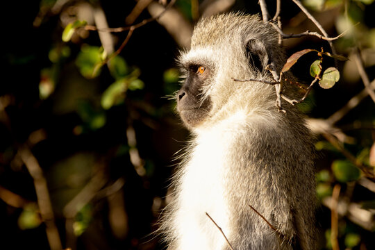 Vervet Monkey