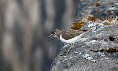 Common sandpiper perched on a dry stone wall