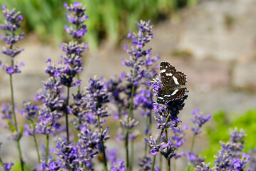 Map butterfly (Araschnia levana) with open wings sitting on lavender in Zurich, Switzerland