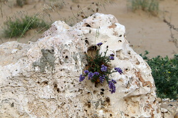 Green plants and flowers grow on stones