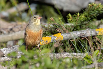 Ortolan Bunting