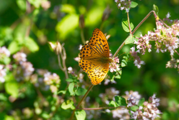 Silver-washed Fritillary butterfly (Argynnis paphia) sitting on light pink flower in Zurich, Switzerland