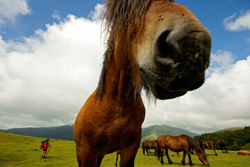 Caballos burguetanos en el collado de Arbilleta. Gran recorrido 11.Cordillera pirenaica.Navarra.España.