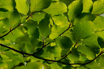 Hojas de haya(fagus sylvatica). Bosque de Irati.Cordillera pirenaica.Navarra.España.