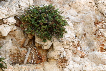 Green plants and flowers grow on stones