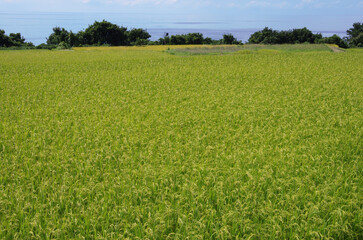 稲がすくすく育つ初秋の田園と向こうに見える海