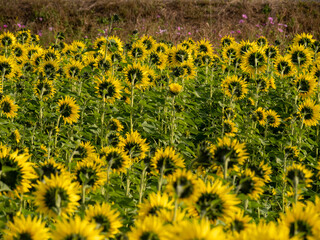 ヒマワリが満開に咲き誇る後ろに初秋を思わせるコスモス
