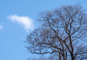 葉が落ちた冬の桜の木の向こうにポッカリ浮かぶ雲