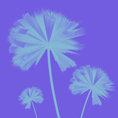 dandelion