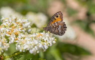 Myrtle Cranberry butterfly (Hipparchia sturgeon) on elderberry flower