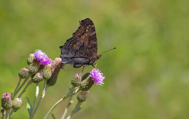 Peacock Butterfly (Inachis io) on a lilac flower
