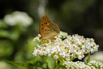 Fototapeta premium Fighter butterfly (Argynnis paphia) on plant