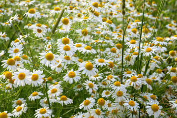 Many beautiful field daisies in the meadow, Russia
