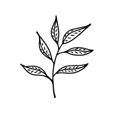 Plant, branch with leaves. Hand drawn vector illustration for printing, backgrounds, covers, packaging, greeting cards, posters, stickers, textile and seasonal design. Isolated on white background.