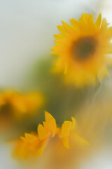 Yellow sunflower flowers in soft blur filter, abstract background