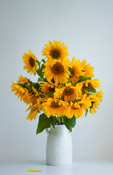 A gorgeous bouquet of fresh sunflowers in a white room