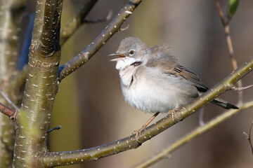 Lesser Whitethroat