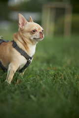 chihuahua walks on the green grass. Red smooth-haired dog of the Chihuahua breed walks and sits on the green grass in summer. Close-up portrait of a chihuahua
 