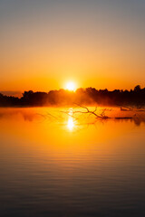 misty sunrise with a branch lies,swims in the lake; forest as a silhouette; safari vibes