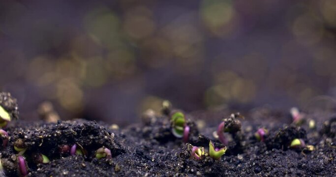 Timelapse sprouting of sprouts cabbage from the ground in a dynamic shot. High quality 4k footage