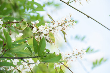 Jewel vine or Derris scandens flowers on nature background.