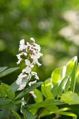 Jewel vine or Derris scandens flowers on nature background.