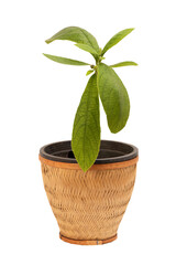 Smilax glabra tree isolated on white background with clipping path.