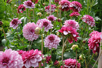 Obraz premium Dahlia 'Creme de Cassis' in flower.