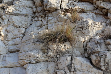 Green plants and flowers grow on stones