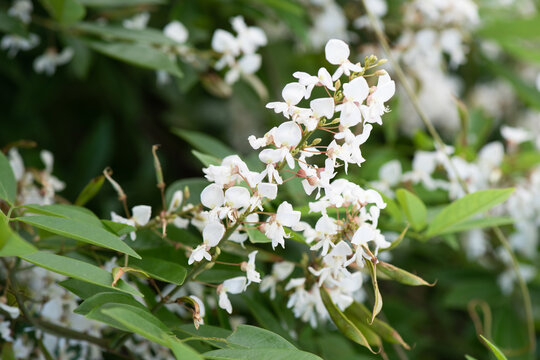 Jewel vine or Derris scandens flowers on nature background.