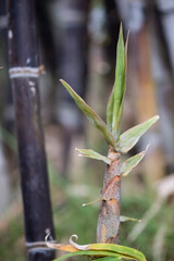 Fernledt bamboo or Bambusa Vulgaris Schracd trees on natural background.