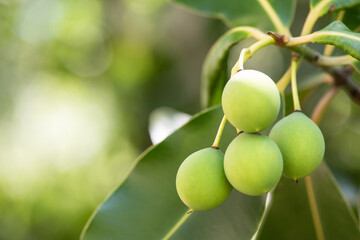 Alexandrian laurel or Calophyllum inophyllum fruits on nature background.