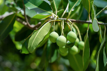 Alexandrian laurel or Calophyllum inophyllum fruits on nature background.