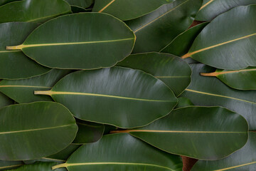 Obraz premium Alexandrian laurel or Calophyllum inophyllum leaves on nature background.top view.