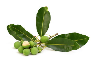 Alexandrian laurel or Calophyllum inophyllum fruits isolated on white background with clipping path.